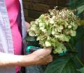 Hydrangea trim